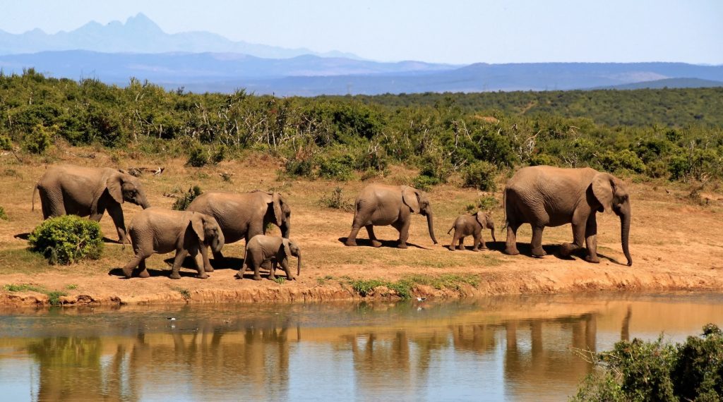 A heard of elephants